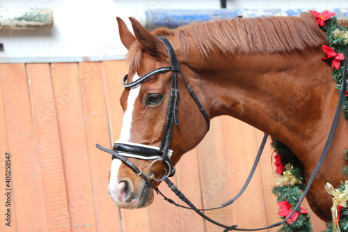 Fototapeta Naklejka Na Ścianę i Meble -  Portrait close up of a saddle horse with christmas wreath decorations on the long neck