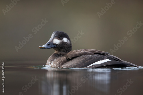 Velvet Scoter, Melanitta fusca photo