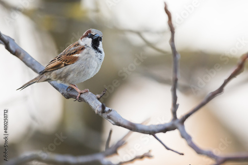 House Sparrow - Haussperling - Passer domesticus ssp. domesticus, Germany (Baden-Württemberg), adult, male © AGAMI