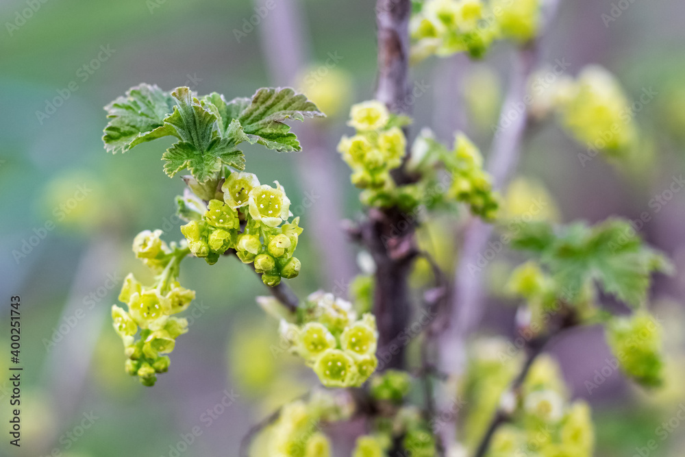 Currant blossom, currant branch with spring flowers Currant blossom, currant branch with spring flowers