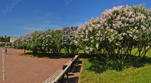 Blooming lilacs on the Champ de Mars in St. Petersburg in the month of May