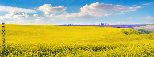 Yellow rapeseed field and blue sky with white clouds
