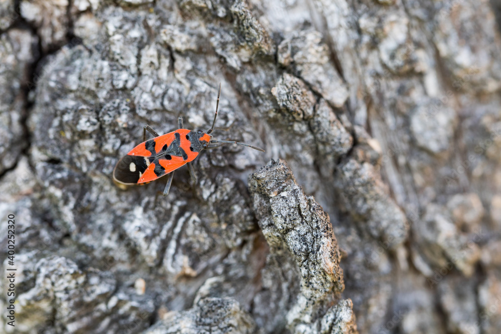 Macro image of an insect in Germany Macro image of an insect in Germany