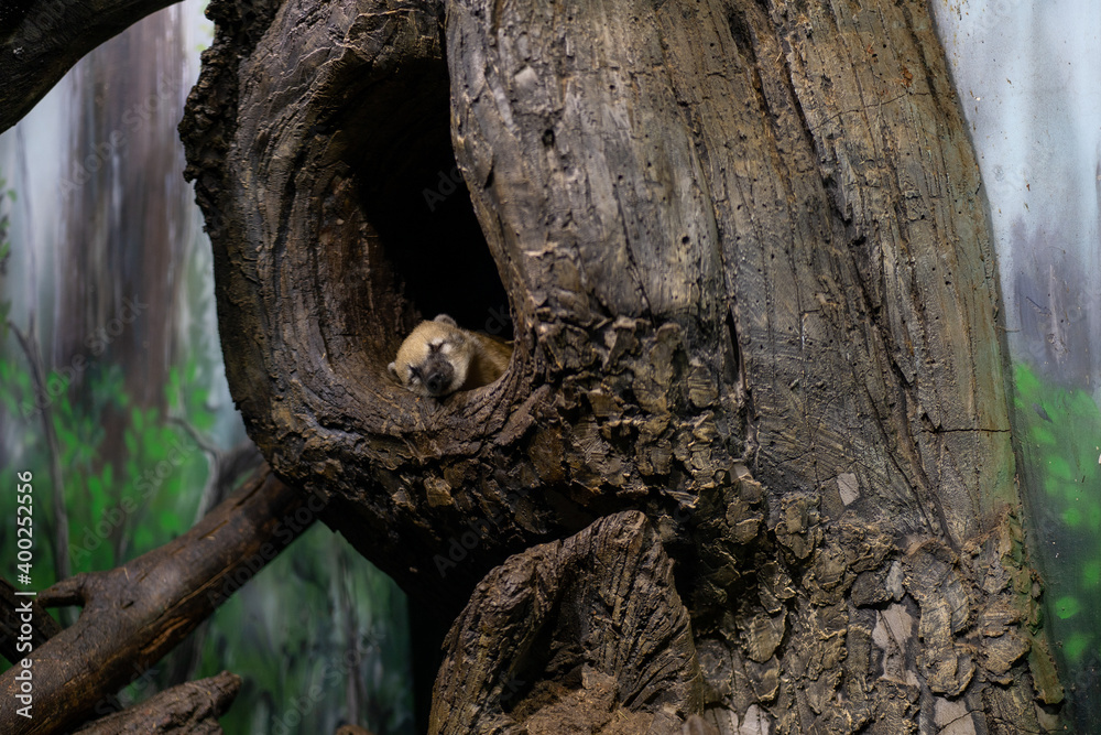 Cute coati sleeping in hollow tree. Pretty animal resting in enclosure. Cute coati sleeping in hollow tree. Pretty animal resting in enclosure.