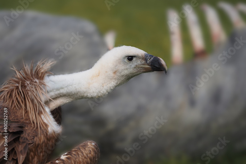 Kopf und Hals von einem G  nsegeier vor moduliertem Aas  Gyps fulvus