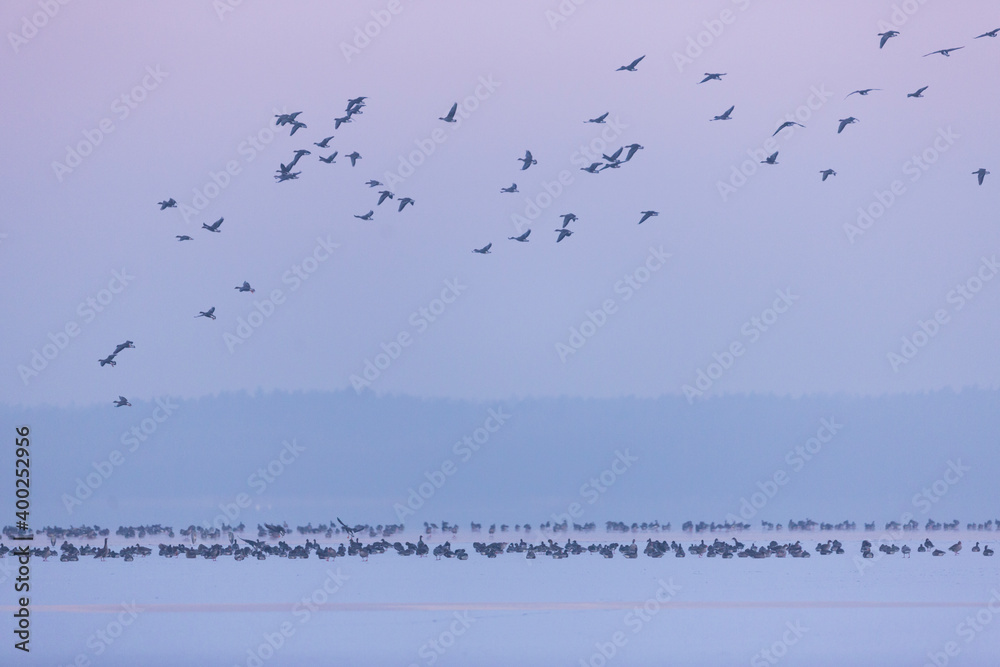 Tundra Bean Goose - Tundra-Saatgans - Anser fabalis ssp. rossicus, Germany (Brandenburg), flock with Greater White-fronted Geese Tundra Bean Goose - Tundra-Saatgans - Anser fabalis ssp. rossicus, Germany (Brandenburg), flock with Greater White-fronted Geese
