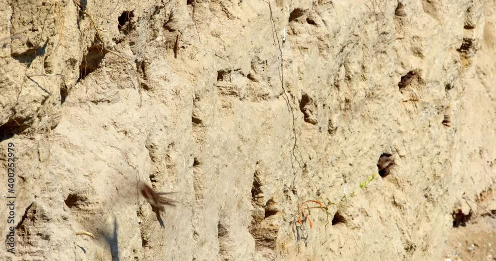 Sand martin in the colony on the steep river banks of the Drava River Sand martin in the colony on the steep river banks of the Drava River