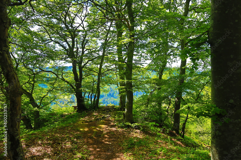 Fototapeta premium Waldweg zum Aussichtspunkt Paterfelsen