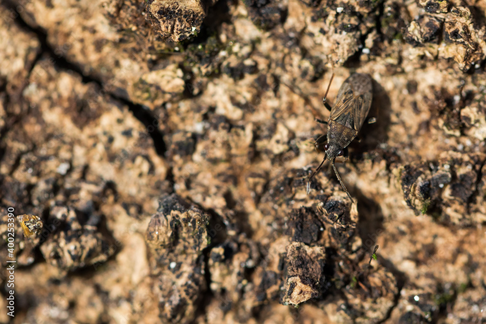 Macro image of an insect in Germany