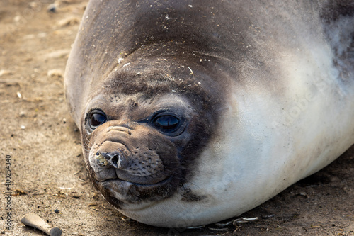 A female elephant seal lies on the beach and looks directly into the camera. close-up.