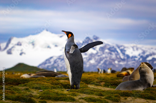 A king penguin stands on green grass with raised wings with snow-capped mountains in the background in South Georgia.