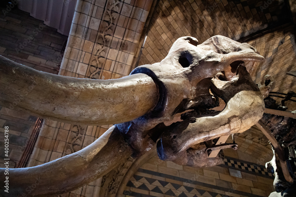 American mastodon (Mammut americanum) skull Stock Photo | Adobe Stock