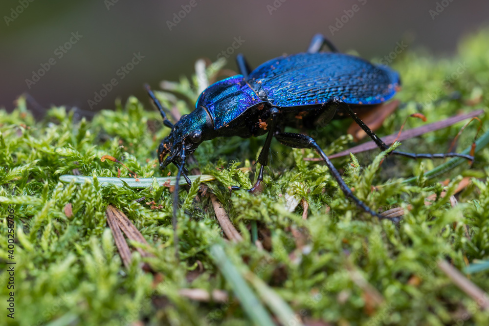 Macro image of an insect in Germany Macro image of an insect in Germany