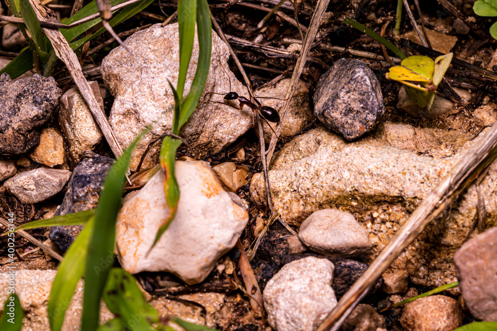 ants on the ground ants on the ground