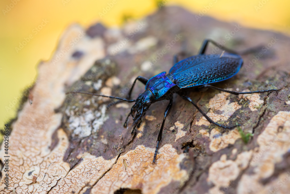 Macro image of an insect in Germany Macro image of an insect in Germany
