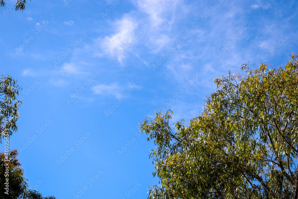 trees against blue sky trees against blue sky