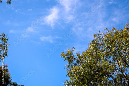 trees against blue sky