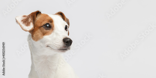 Dog face close up photo in front of white background.