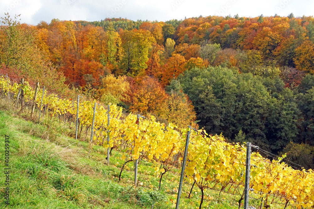 Fototapeta premium Weinberg bei Hoerstein