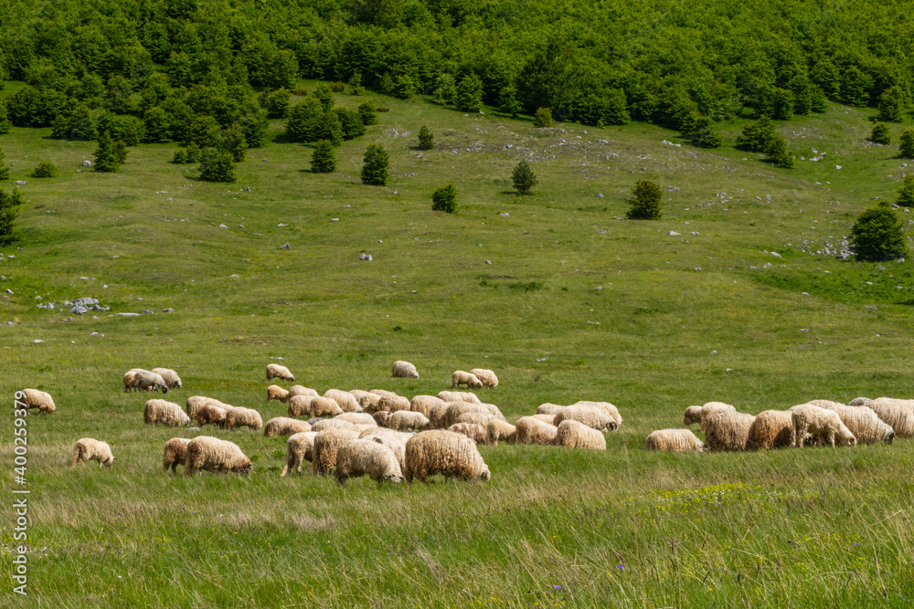 Fototapeta premium sheep in the field