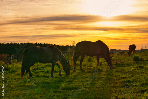 Cavalos pastando ao pôr do sol © Diego Santos