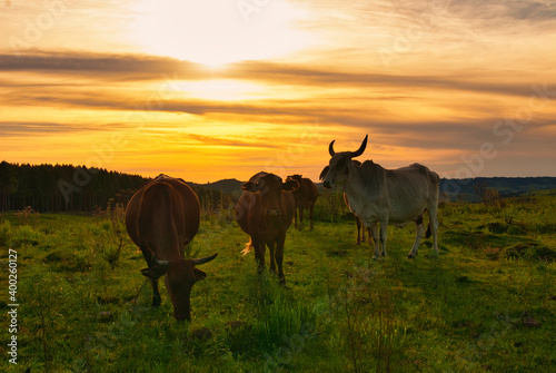 Vacas no campo ao p  r do sol