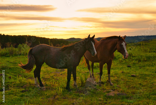 Cavalos no campo © Diego Santos