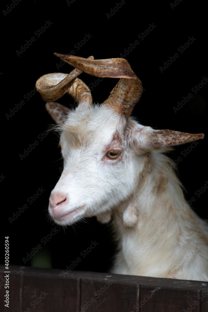 girgentana goat (in german Girgentana-Ziege) Girgenti girgentana goat (in german Girgentana-Ziege) Girgenti