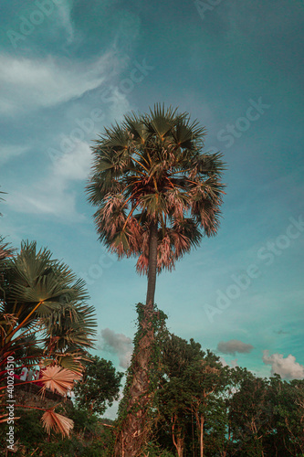 Palma tropikalna na tle niebieskiego nieba.