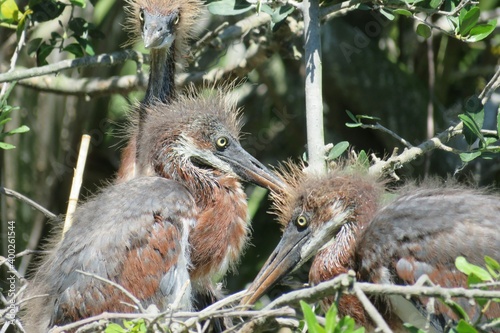 Valokuva Grey heron chicks in a nest in Florida wild