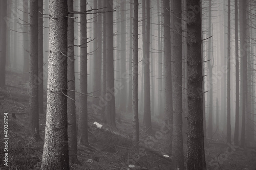Forest in black and white