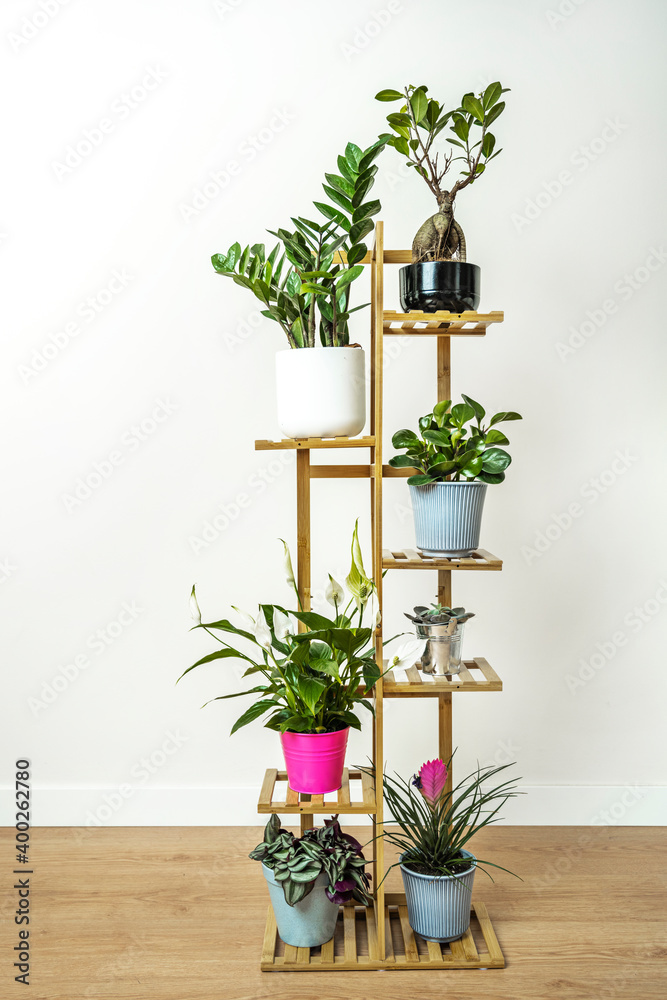 Fototapeta premium Bamboo shelf with plant pots