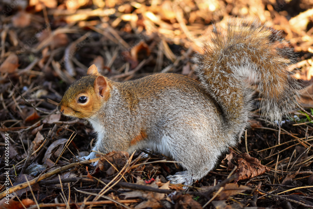 squirrel from a side eating nut in a forest squirrel from a side eating nut in a forest