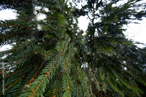 green fir tree in the forest