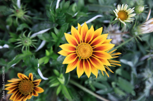 yellow flower in garden