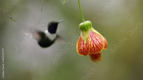 Hummingbird feeding and polinator flower photo