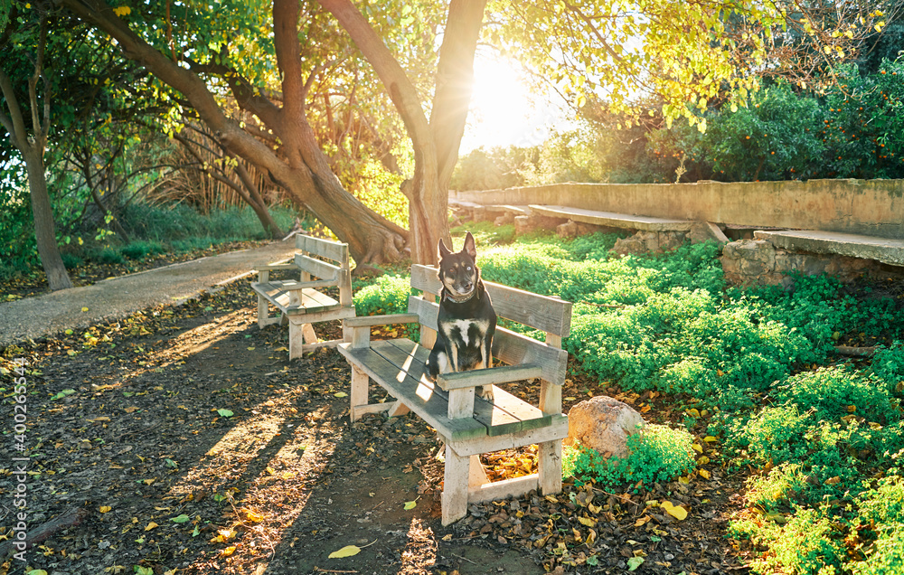 Portrait of a dog sitting on the bench in a park at sunset