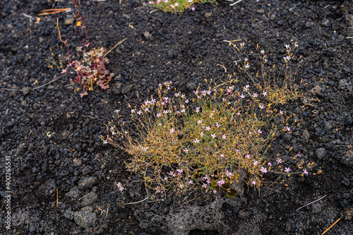 Colourful wild summer flowers growing on Etna Volcano lava, Sicily photo