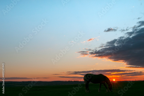 Horses grazing, walking at sunset with picturesque sky © mikhailgrytsiv