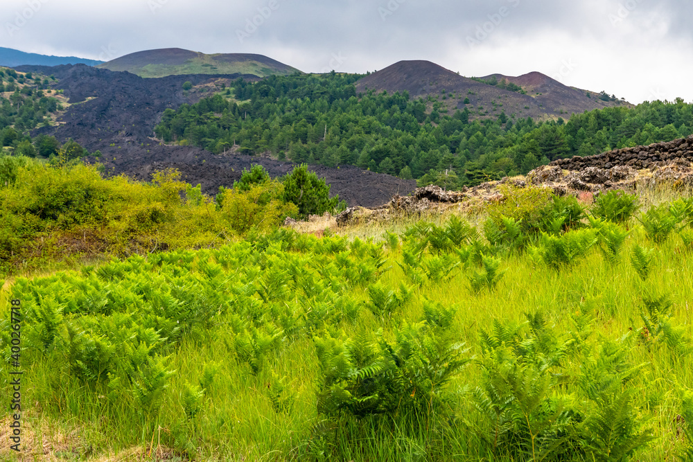 Mount Etna volcanic landscape and its typical summer vegetation