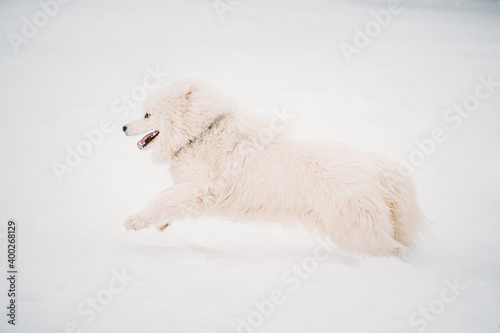 Young White Samoyed Dog Or Bjelkier, Smiley, Sammy Playing Fast Running Outdoor In Snow, Snowdrift At Winter Day. Playful Pet Outdoors