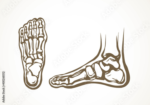 Bones of the foot. Vector drawing