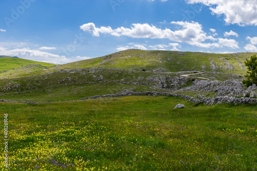 mountain meadow in the summer
