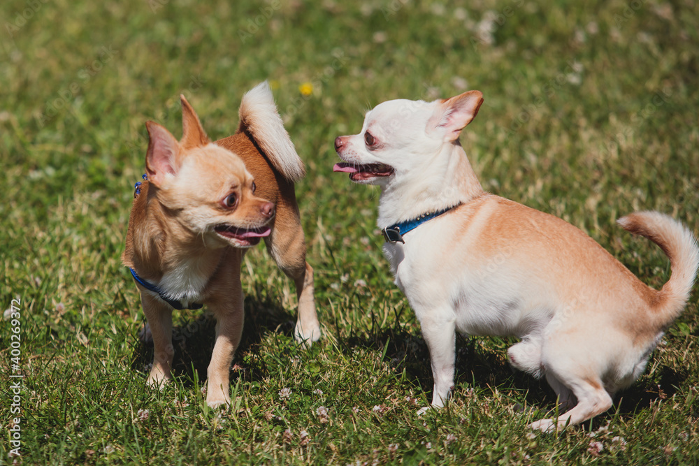 Two chihuahuas dog playing in park, chihuahua small cute dog