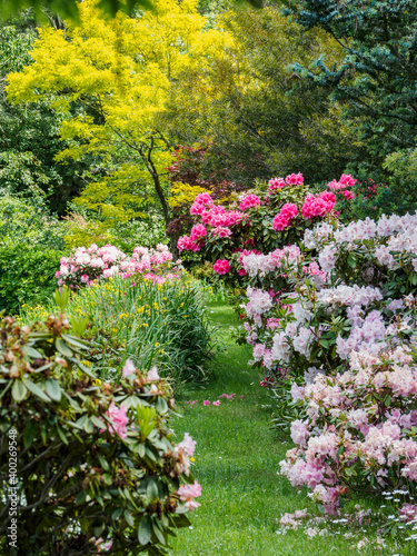 Australia, New South Wales, Katoomba, Garden with green trees and rhododendron bushes