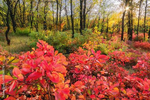 Ukraine, Dnepropetrovsk region, Novomoskovsk district, Autumn forest photo