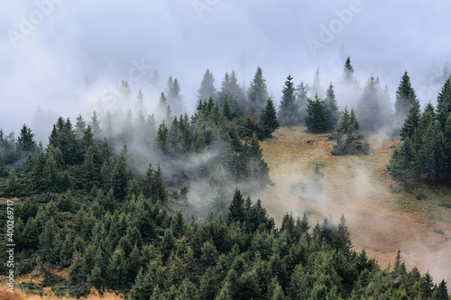 Ukraine, Zakarpattia region, Rakhiv district, Carpathians, Chornohora, Mist over forest photo
