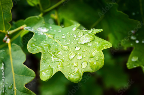 Water drop on green Oak (Quercus) leaf photo