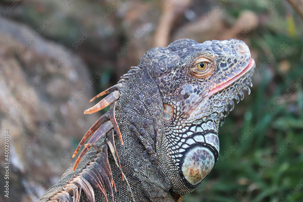 Fototapeta premium Closeup Of Large Scaly Beautiful Cute Coldblooded Colorful Lizard Reptile Central American Green Iguana With Open Eyes In Tropical Island
