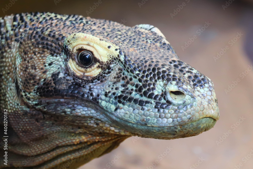 Head And Face Of Komodo Dragon Varanus Komodoensis The Largest Biggest Living Lizard In The World